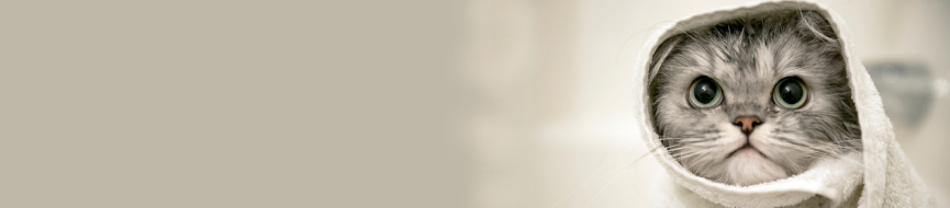 How To Groom And Bath Your Cat featured image