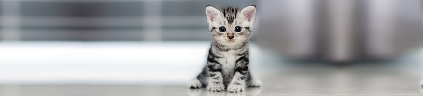 What To Expect From Your First Kitten featured image