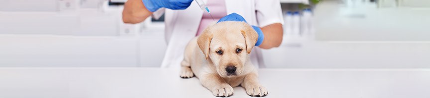Puppy Health Problems You Can’t Prevent With Vaccination featured image