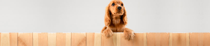 How To Raise A Healthy Puppy featured image