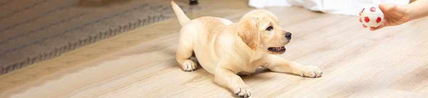 Quick Guide To Basic Puppy Obedience Training featured image