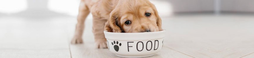 How To Train Your Puppy To Behave While Eating? featured image