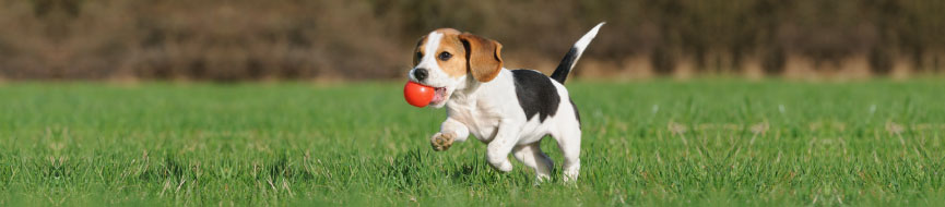 Tips For Playing With Your Puppy Outside featured image