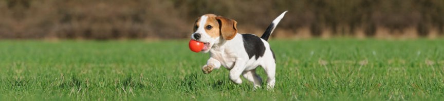 Tips For Playing With Your Puppy Outside featured image