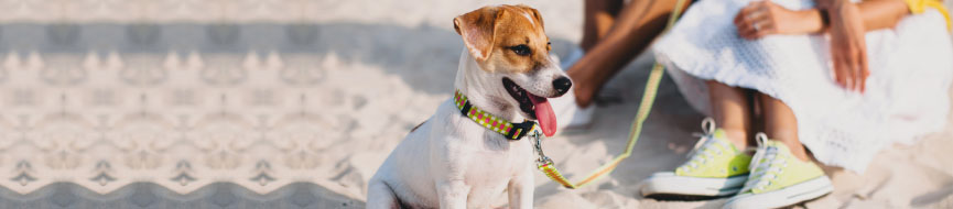 Preparing For Your Puppy’s First Beach Outing featured image