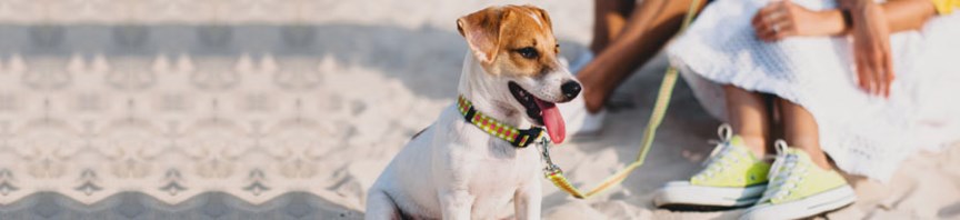 Preparing For Your Puppy’s First Beach Outing featured image