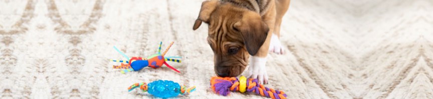 Choosing The Best Toys For Your Dog featured image