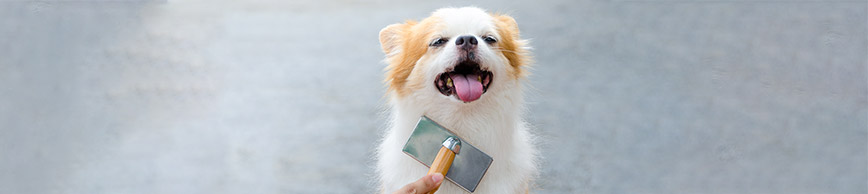 Top Tips For Grooming Your Pup featured image