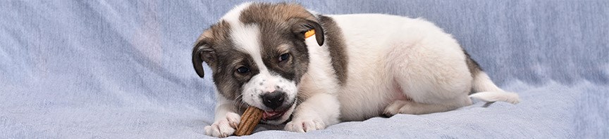  Caring For Your Puppy's Teeth featured image