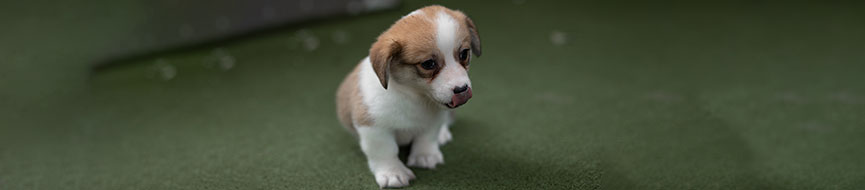 How To Read Your Puppy's Body Language  featured image