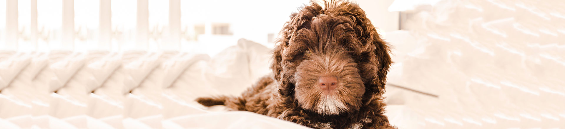 Adolescent puppies can be challenging featured image