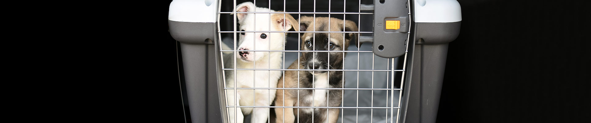 Transportation and travelling featured image