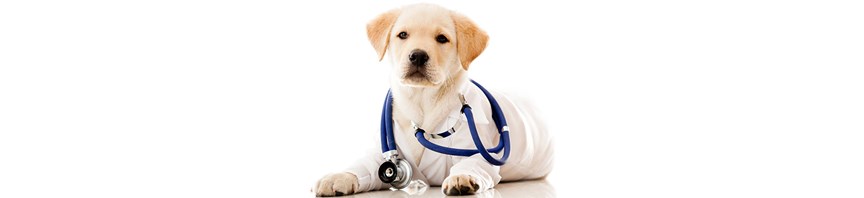 Keeping your puppy healthy featured image