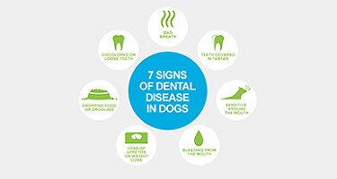Causes & Signs of Dental Disease in Cats