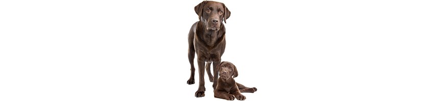 When Does My Puppy Become an Adult Dog? featured image