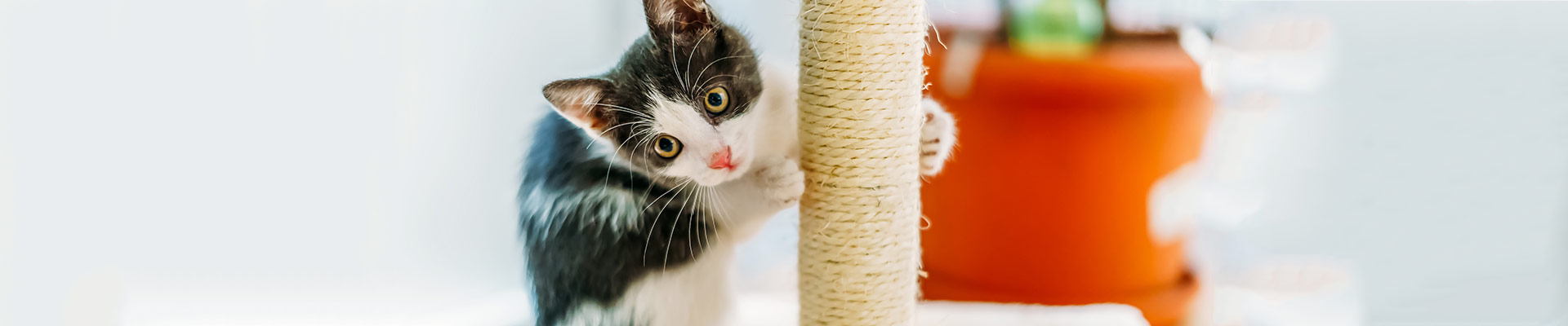 Start scratching right featured image