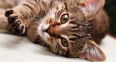 How Your Cat Shows She Wants Attention