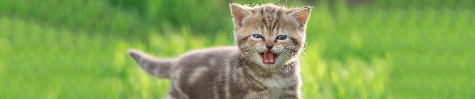 The Meaning Behind Your Cat's Meow: 5 Distinct Cat Sounds & Noises featured image