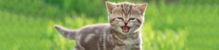The Meaning Behind Your Cat's Meow: 5 Distinct Cat Sounds & Noises featured image