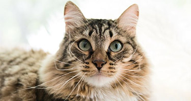 My cat is standoffish & aloof. Does she hate me?