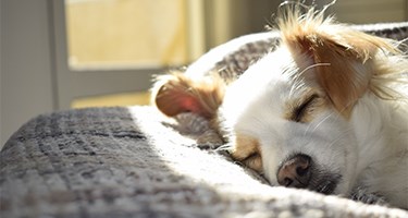 Can Dogs Catch a Cold or Get the Flu?