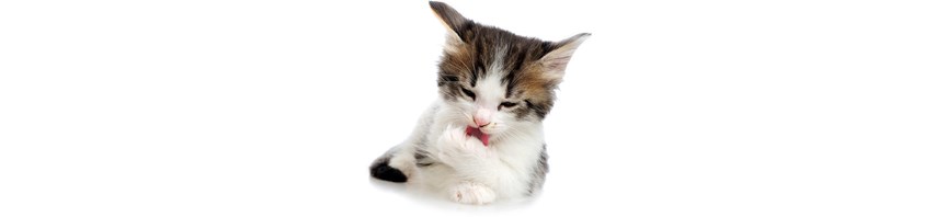 Free of hairballs featured image