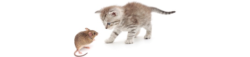 Cat & Mouse: Why Your Cat Likes to Catch Them featured image