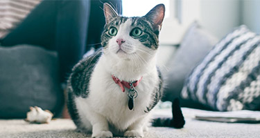 How To Spot Your Cat is Ageing