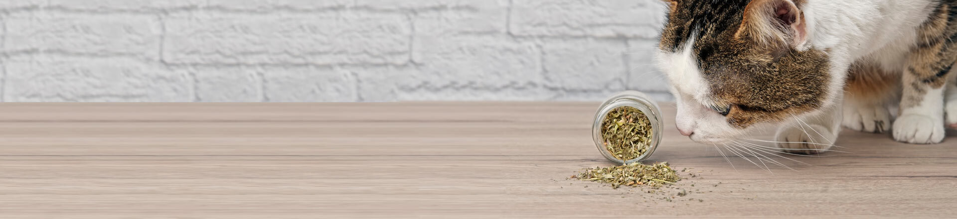 Is catnip safe for my cat? featured image