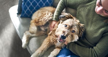 5 Reasons Why Dogs Like to Sit on You