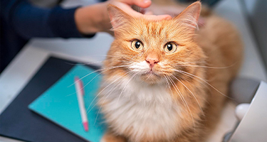 Pet Obesity is the Number One Health Risk Pets Face