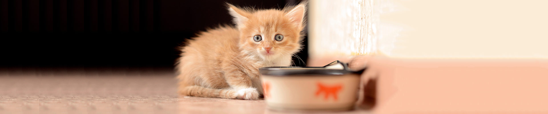 My cat is a fussy eater featured image