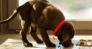 Why Is My Dog Vomiting after Eating? 