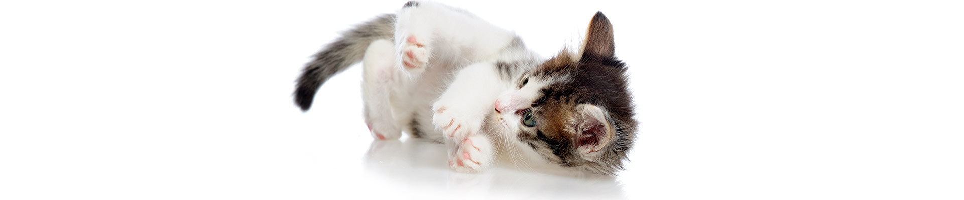 Benefits of Neutering a Cat featured image