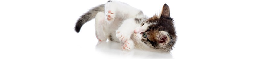 Benefits of Neutering a Cat featured image