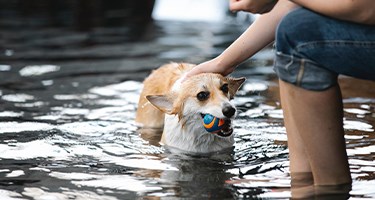 Dog Like to Swim? Activities for Your Water-Loving Pup