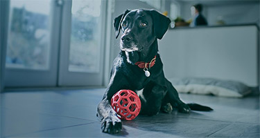 Caring for Your Deaf Dog: Communication and Safety Tips