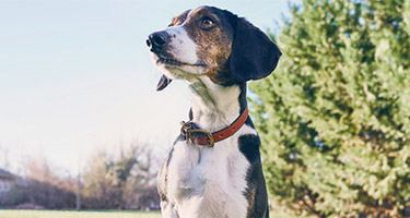 The History of "Fighting Like Cats & Dogs"