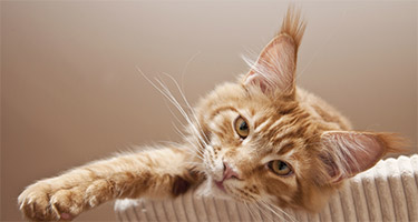 Getting Rid of Pet Hair in the House