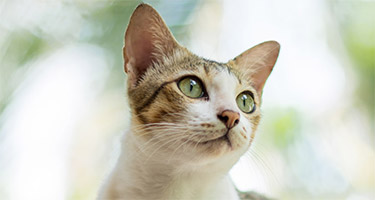 Just How Smart Are Cats?