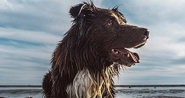 Heat Exhaustion in Dogs Signs Your Dog Is Overheating