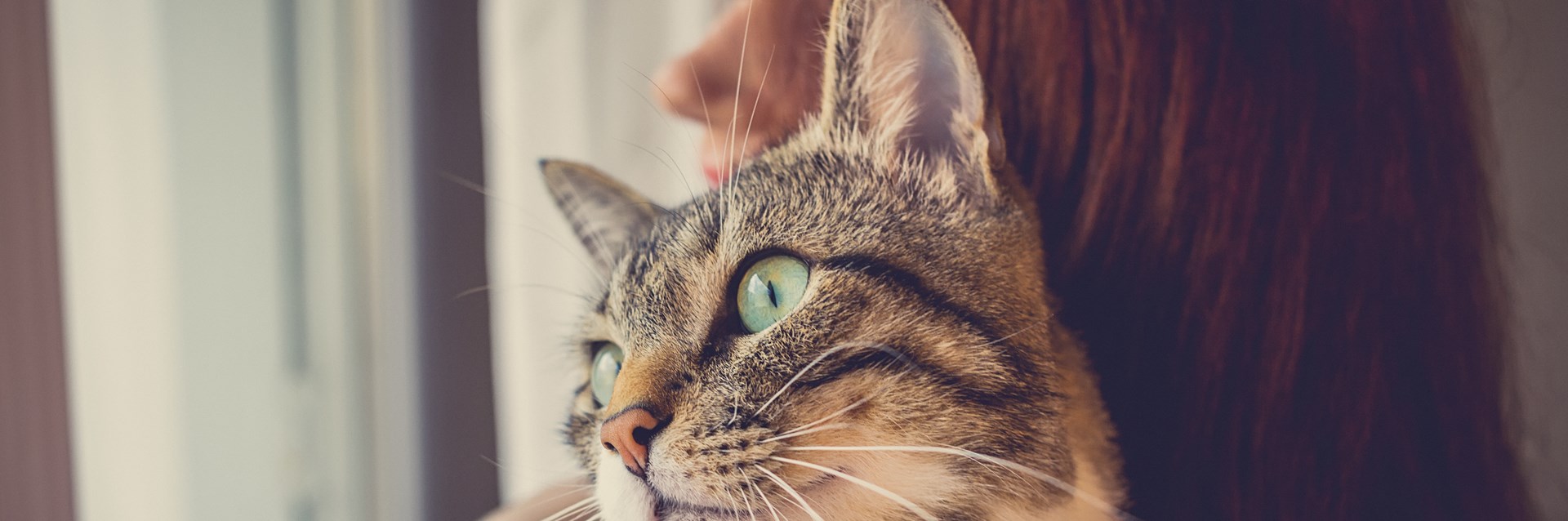 COVID-19 Fuels Pet Obesity