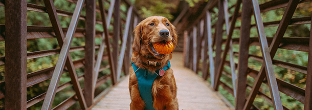 Behaviour & Appearance