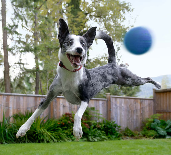 Dog with blue ball