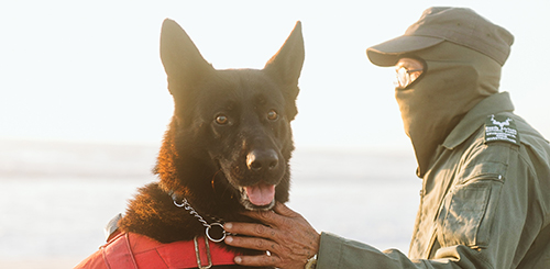 Caesar featured image