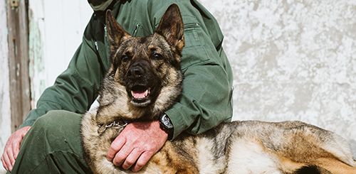 Casey featured image