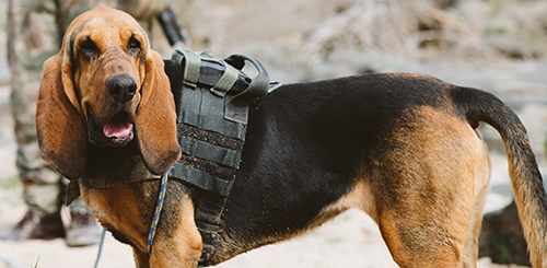 Kilalo featured image