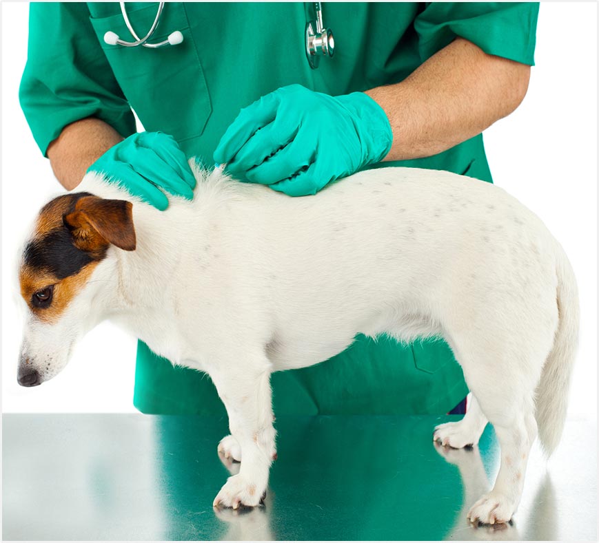 <p><span>Managing Your Dog's</span><br /><span>Skin Conditions</span></p>