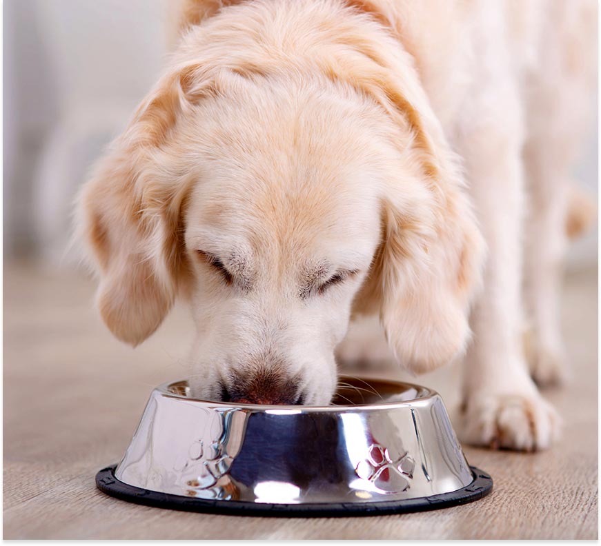 <p>Healthy Pet Food to Manage<br /> Allergies and Skin Conditions</p>