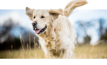 GIVING HOPE TO SHELTER PETS featured image